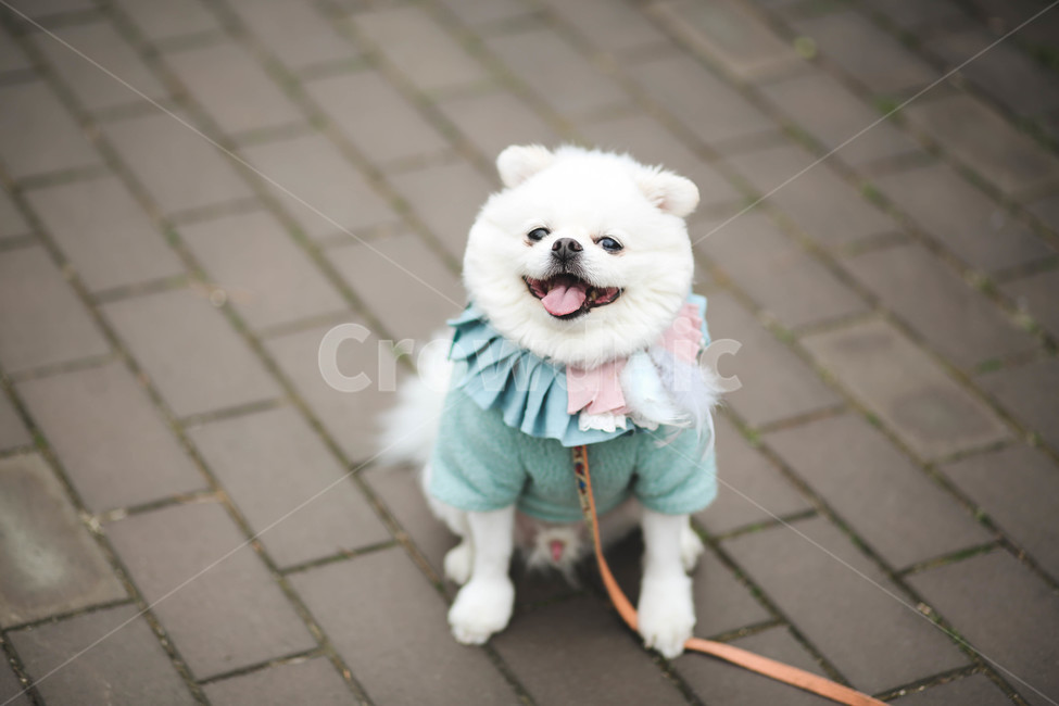 smiling puppy,Pets,puppy,pet dog,walk