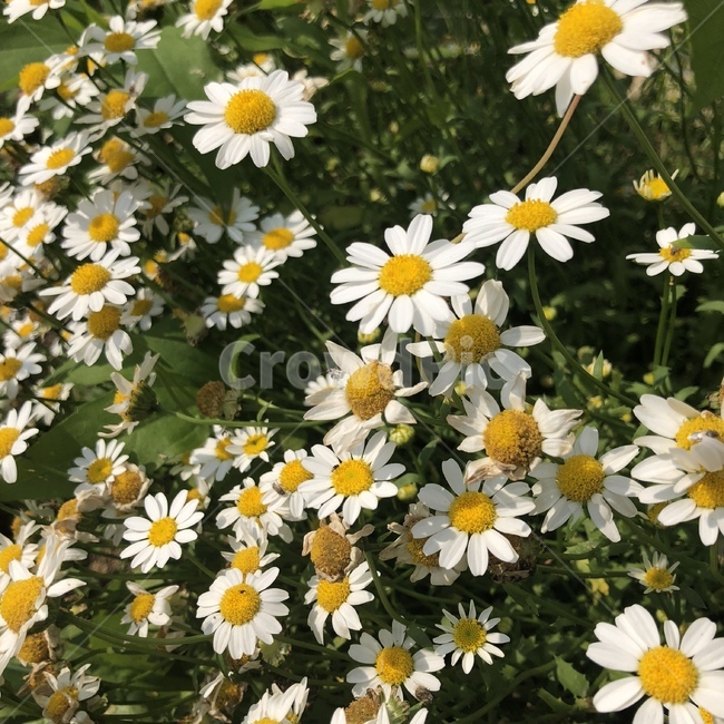 봄,꽃,식물,풀,자연,식물,자연,plants,nature,꽃,flower