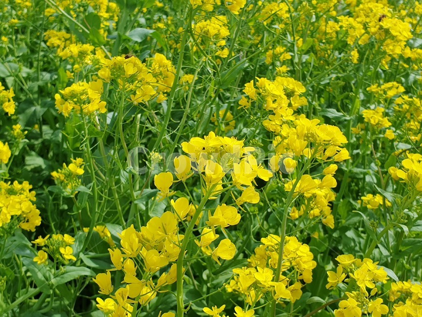꽃,유채꽃,노란색,yellow,flower