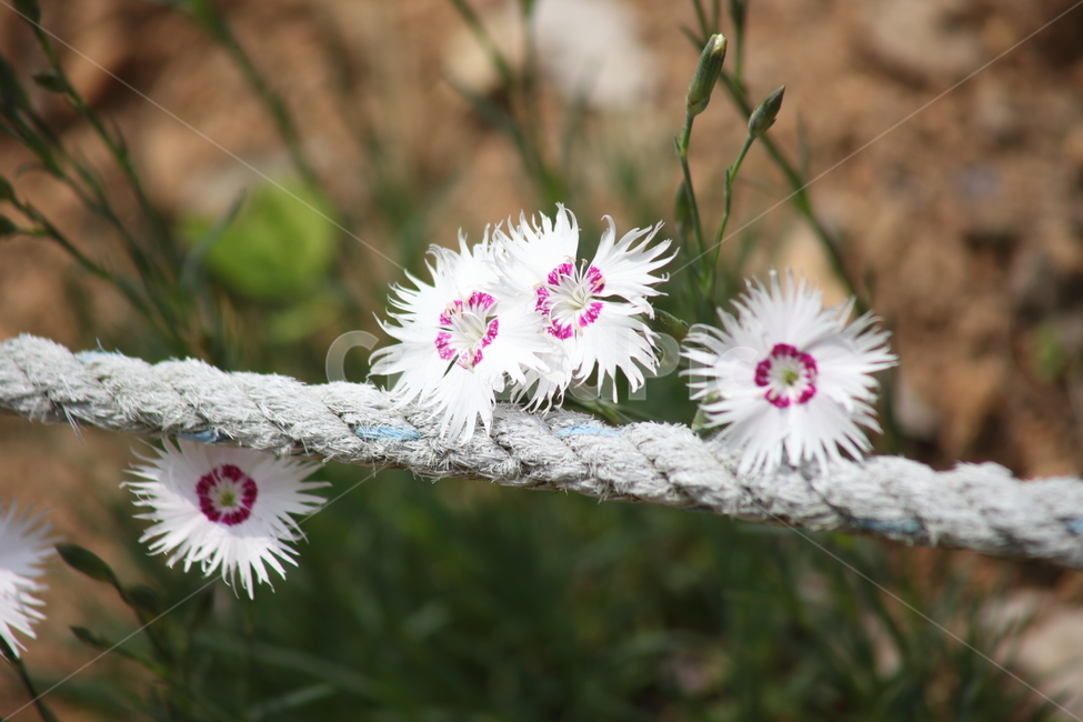 패랭이,꽃,패랭이꽃,봄,dianthussinensis