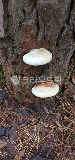 Pine Butterfly,Medicinal mushrooms,stool mushroom,anticancer effect,Jannabi Eternal Herb,mushroom