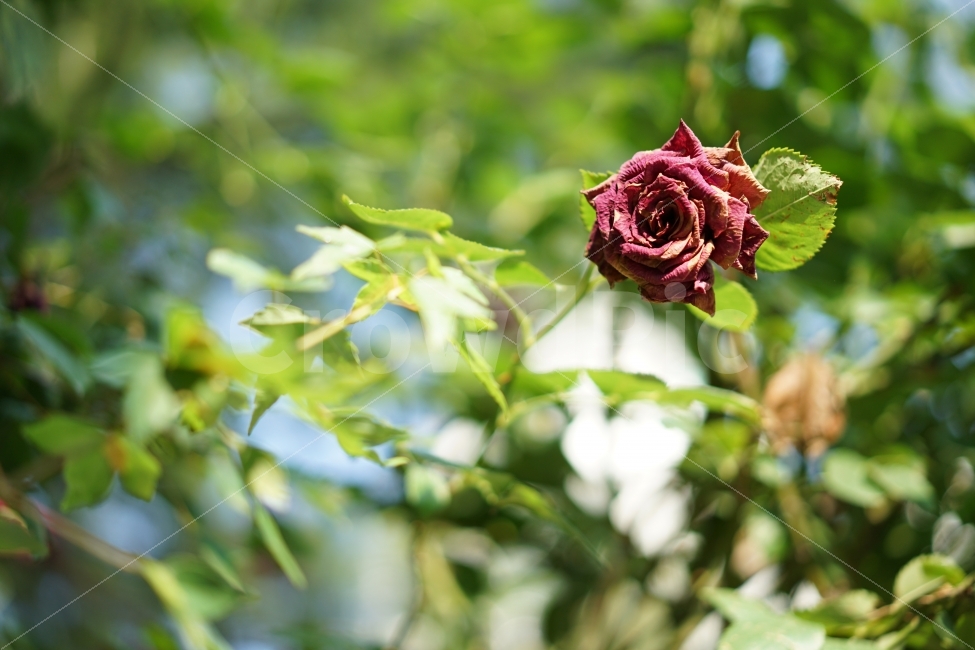 	장미,식물,꽃,플라워,자연,풍경,한송이,녹새,레드,빨강,매력,식물,자연,plants,nature,꽃,flower