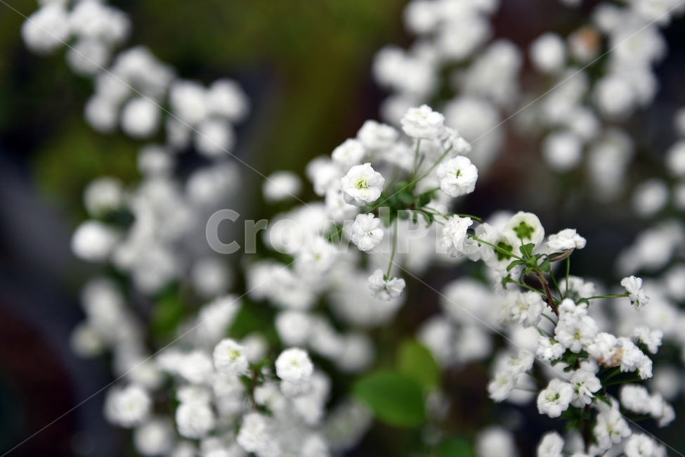 식물,꽃,감성사진,자연,flower,꽃사진,봄,봄꽃,계절,감성,4월,spring,힐링,자연풍경,풍경,봄,계절,spring,season,식물,자연,plants,nature,꽃,flower,plant
