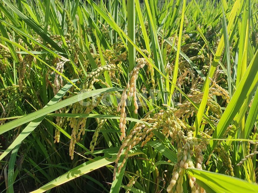 벼,쌀,rice,농촌,시골,가을,autumn,fall,가을풍경,식물,plant,밥,수확,농작물,자연,nature,농업,농사,agriculture,farming,farming industry