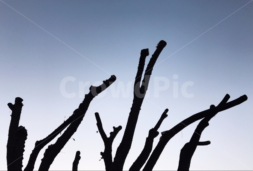 나무,하늘,파랑,그라데이션,나뭇가지,식물,자연,plants,nature,나무,trees,wood,실루엣,그림자,silhouette,shadow