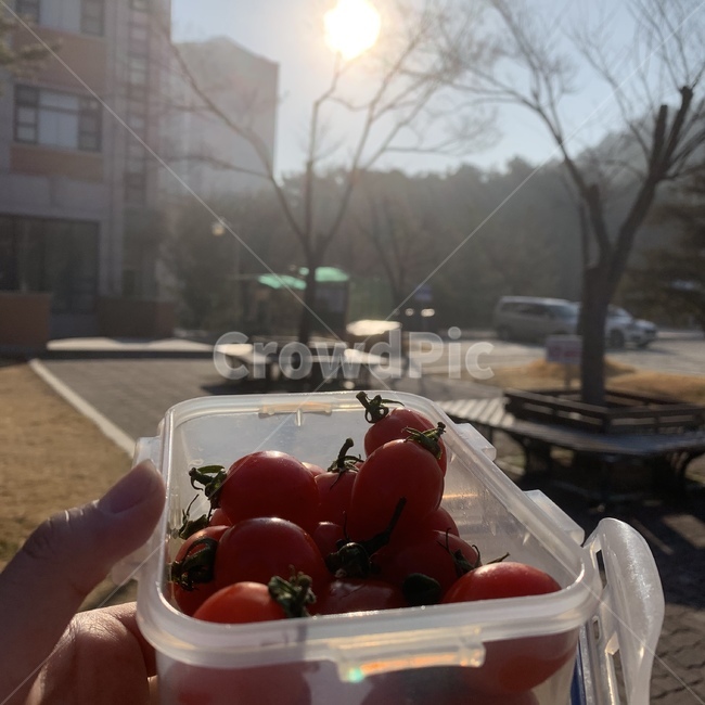 토마토,아침,다이어트,sunrise,과일,햇살