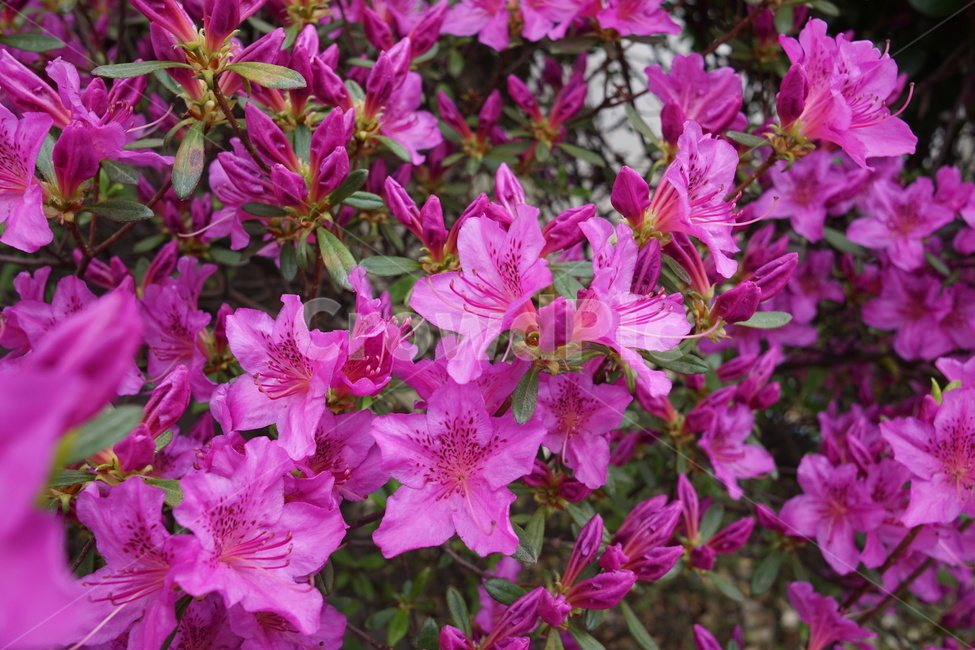 plant,blossom,꽃,진달래,봄,계절,식물,분홍꽃,spring,flower