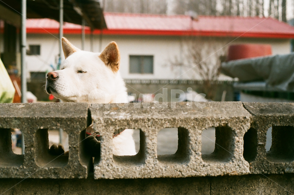 감성,감성사진,빈티지,아날로그,필름,필름사진,필름카메라,film,filmcamera,sensible,feeling,풍경,마을,시골,한국전통,한국문화,landscape,country,town,koreantraditional,koreanculture,휴식,힐링,rest,relaxation,반려견,강아지,동물,개,dog,doggy,animal,따뜻함,warm,happy,sunshine,농촌,벽돌,brick