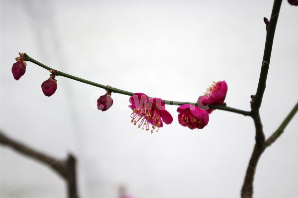 매화,홍매,꽃,식물,flower,plant,color,식물,자연,plants,nature,꽃,flower