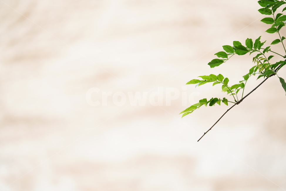 녹색,자연,생물,그린,green,leaf,잎,plant,식물,식물,자연,plants,nature