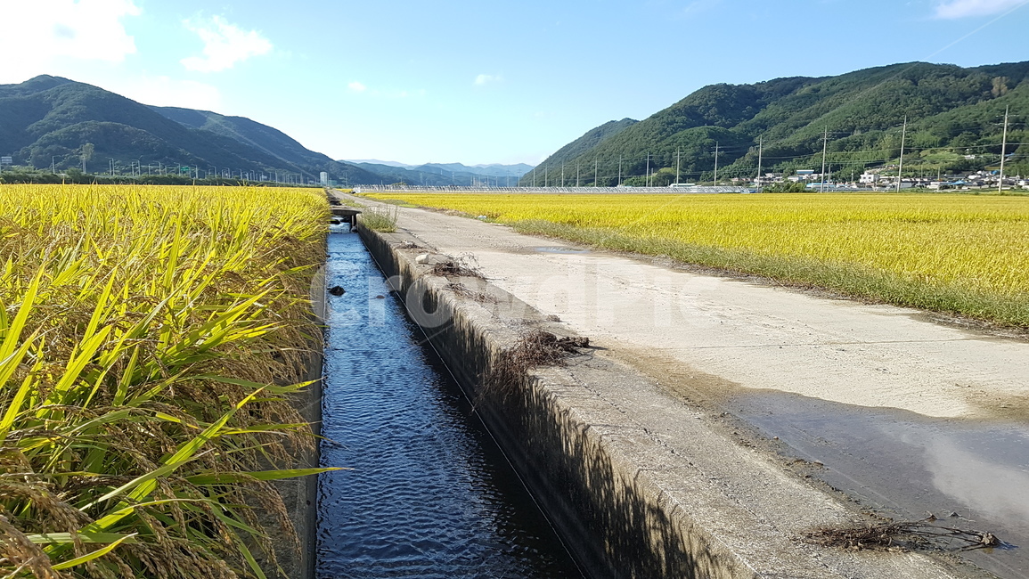 쌀,논길,수로,들판,벼,자연,풍경,nature,landscape,ditch,도랑