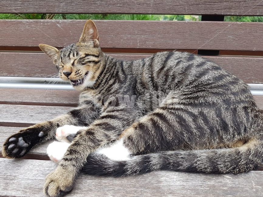 고양이,코숏,줄무늬,동물,애기고양이,cat,animal