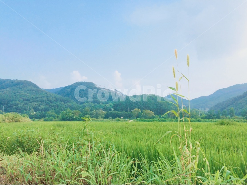 여름,풍경,시골,휴식,강아지풀,논밭,힐링,맑음,산,자연,view,nature,healing,summer,스마트폰사진,여름,계절,summer,season,자연,풍경,nature,landscape,field,들,outdoors,옥외,grassland,목초지