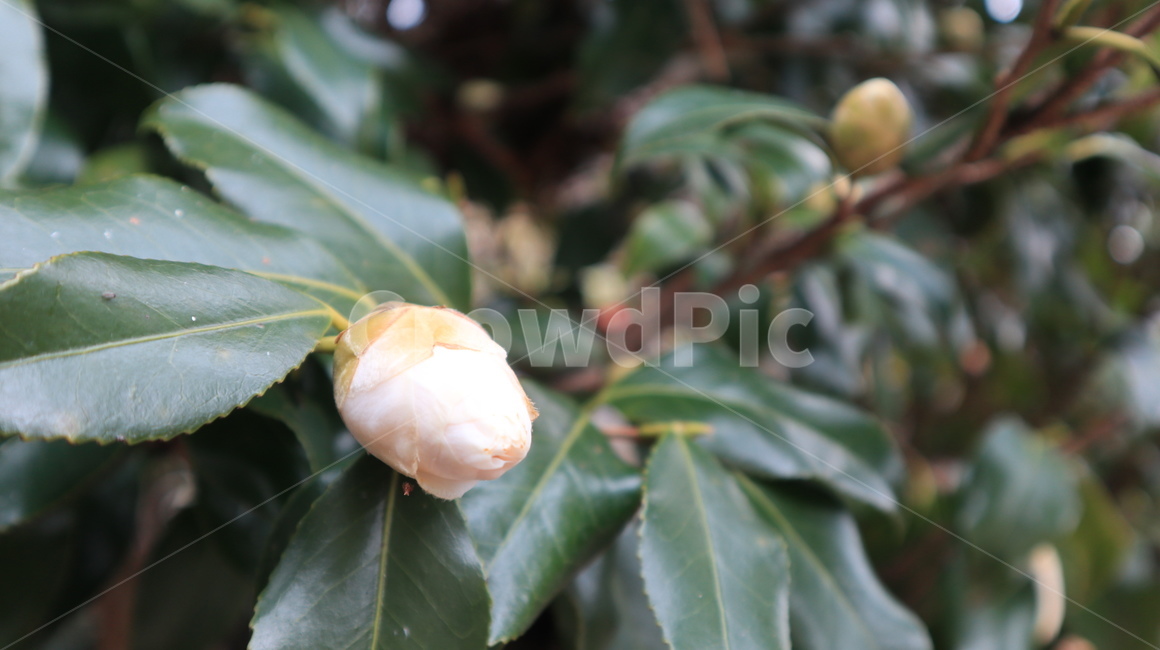 plant,식물,leaf,잎,동백꽃,동백,camelliaflower,꽃,flower,꽃봉우리,봉우리