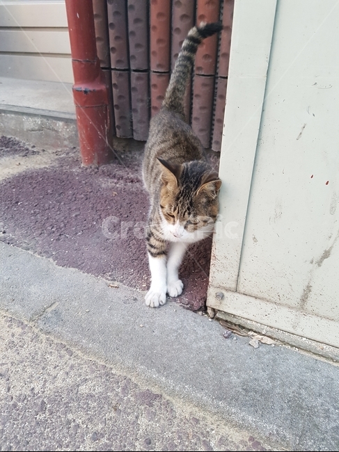 길고양이,고양이,길,cat,유기동물,동물,animal,포유류,mammal,고양이,cat,kitten,kitty