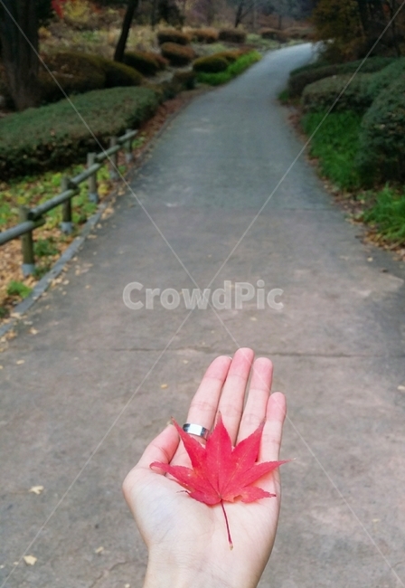 잎,plant,식물,leaf,단풍,나무,하늘,로드,단풍나무,컬러,색감,손,손모델