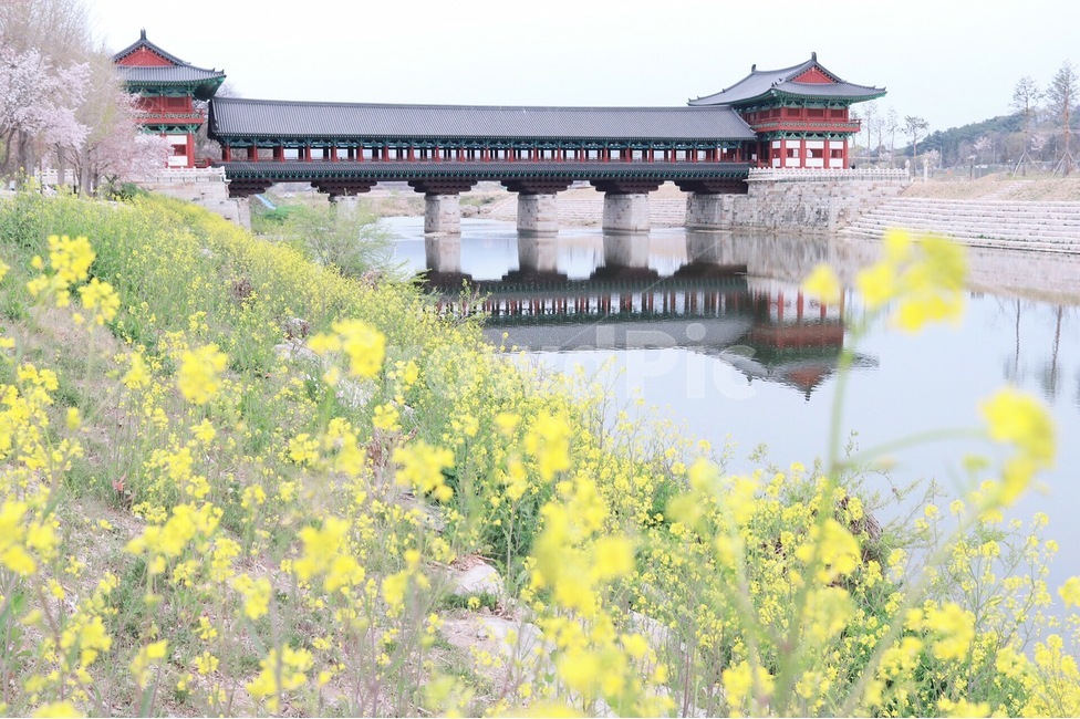 경주,월정교,다리,유채꽃,아웃포커싱,한국전통,한국문화,korean traditional,korean culture