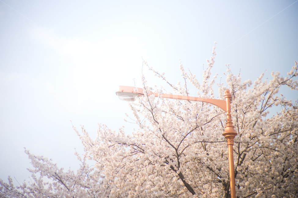 Cherryblossom,봄,벚꽃,가로등,낮,맑음,따뜻함,분홍,꽃,벚꽃나무,사랑스러움,봄,계절,spring,season,식물,자연,plants,nature,나무,trees,wood,휴식,힐링,rest,relaxation,healing,plant