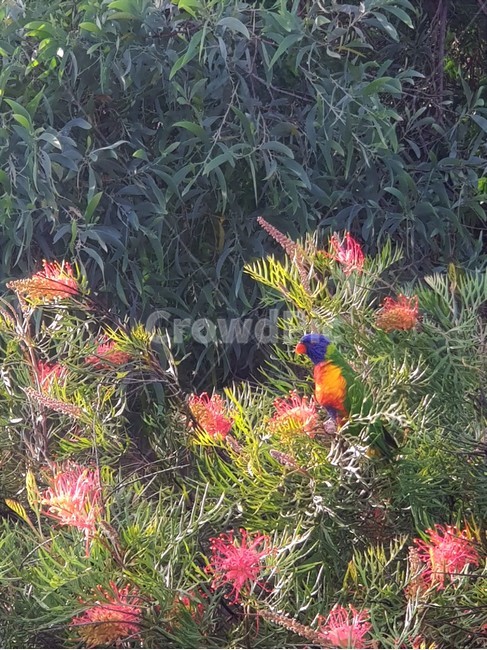 무지개색새,rainbow,특이한꽃,수풀,빨간꽃,uniqueflower,green,garden,plant,leaves,leaf,flower,red,redflower,bird,새
