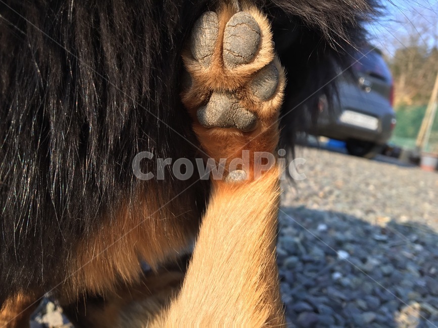 강아지젤리,발바닥,자갈,단모,장모,동물,animal,포유류,mammal,개,강아지,dog,doggy