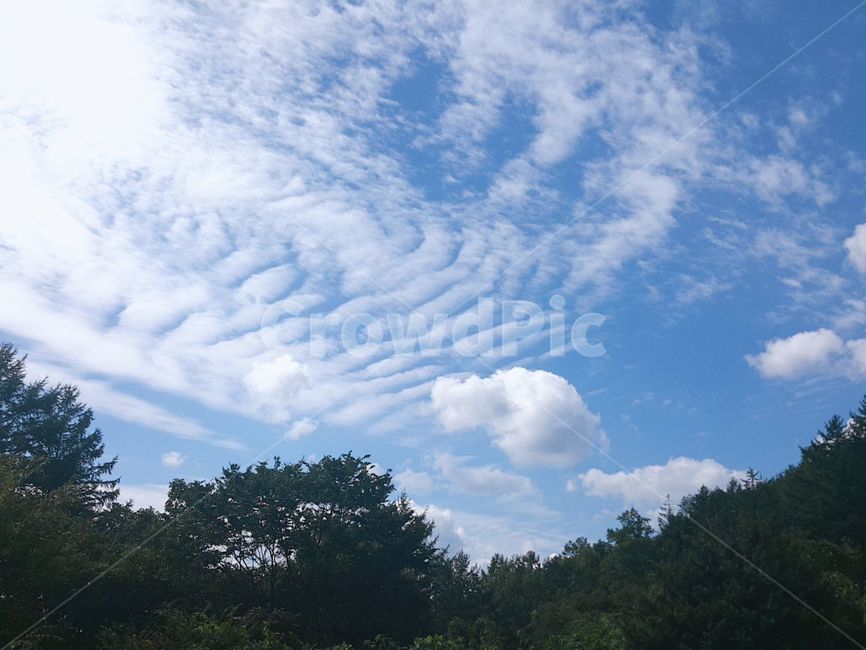 나무,하늘,숲,산,풍경,구름