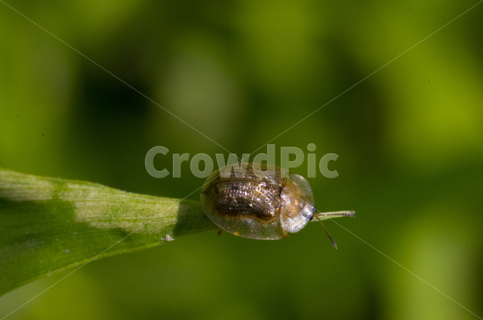 벌레,곤충,풀잎,여름,계절,남생이잎벌레,잎벌레,가을곤충,여름곤충,곤충,벌레,insect,bug