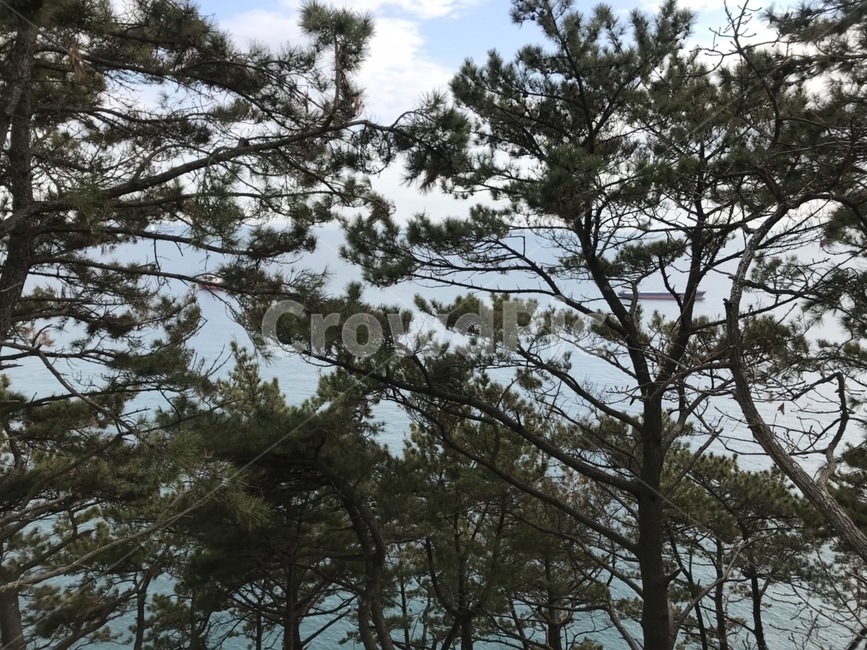 나무,숲,바다,부산,풍경