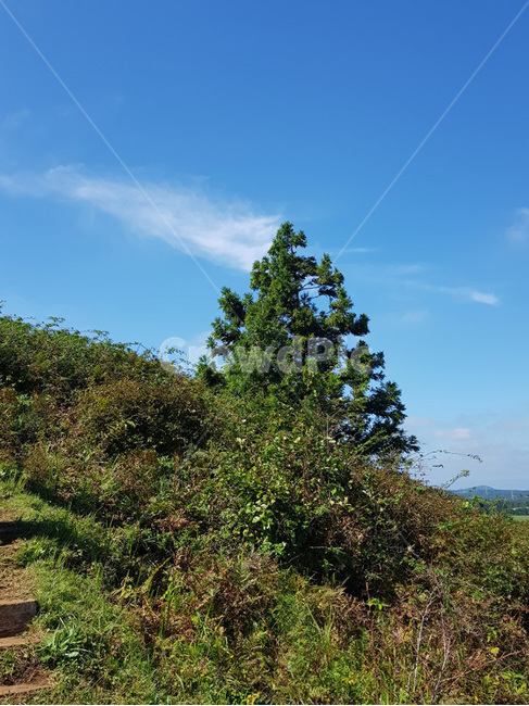 등산길,풍경,tree,나무,하늘