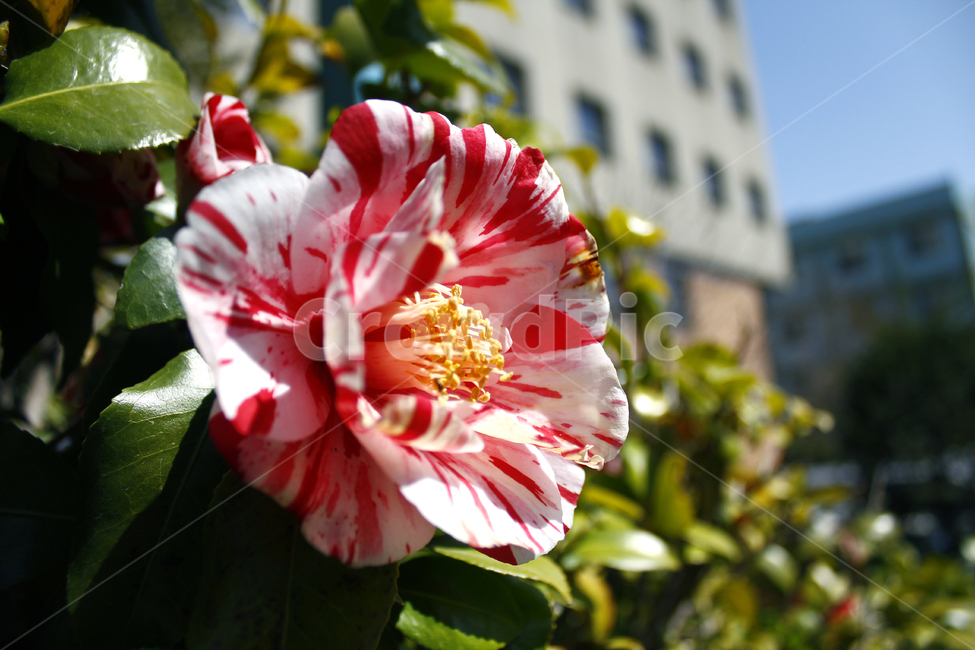 꽃,동백꽃,식물,자연,flower,동백,nature