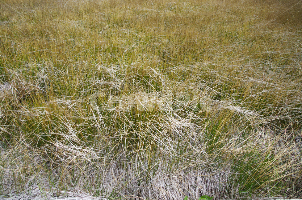 들풀,식물,plant,자연,nature,식물,자연,plants,nature