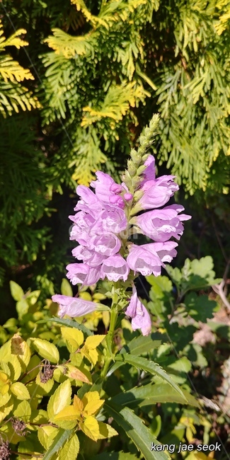 식물,꿀풀,꽃범의꼬리,화단,보라색,식물,자연,plants,nature,꽃,flower