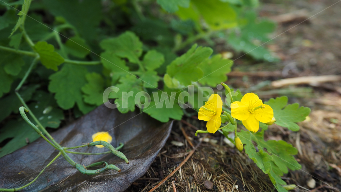 야생화,꽃,식물,wildflower,flower,plant,식물,자연,plants,nature,꽃,flower