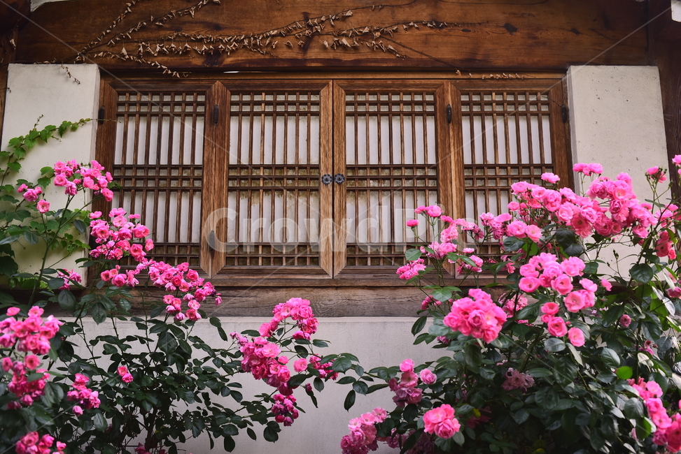 한국전통,장미꽃,5월,계절,시즌,창문,traditional,배경,바탕,백그라운드,korean,한국적,창살문