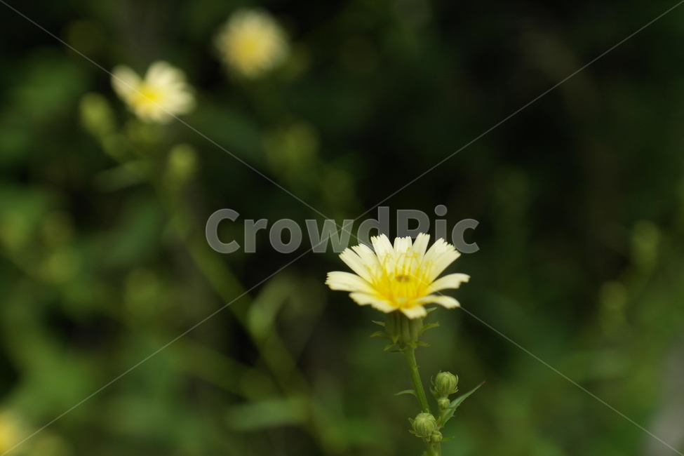 꽃,접사,자연,초록,잎,꽃잎,풀,힐링,식물,자연,plants,nature,꽃,flower