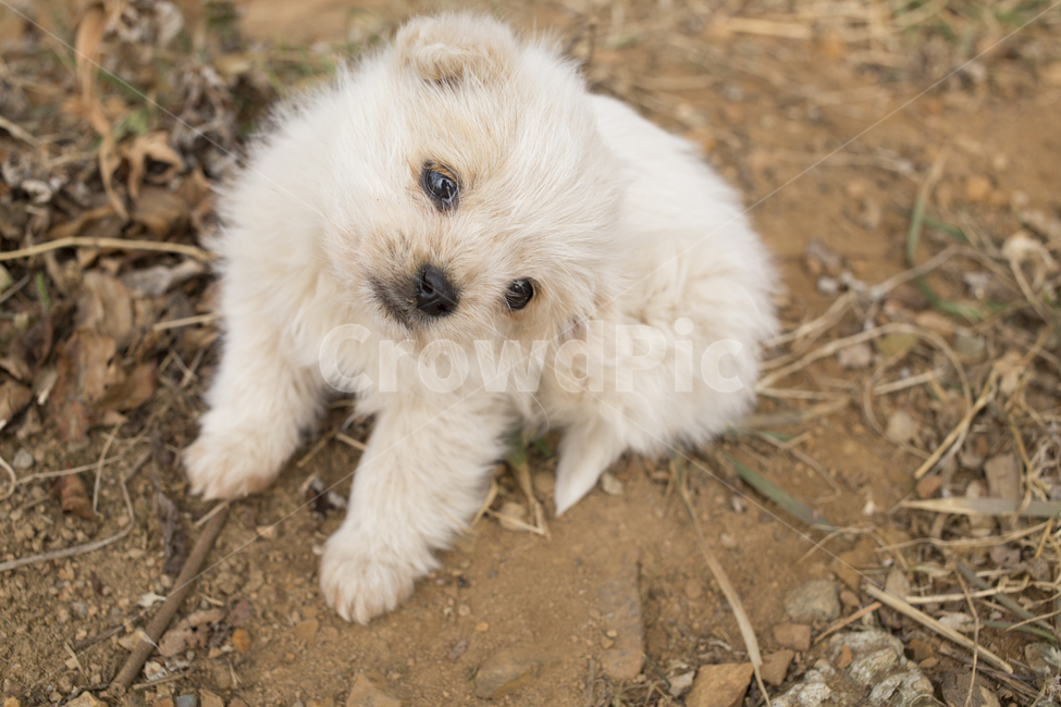 강아지,개,포유류,동물,dog,puppy,pet,animal,동물,animal,포유류,mammal,개,강아지,dog,doggy