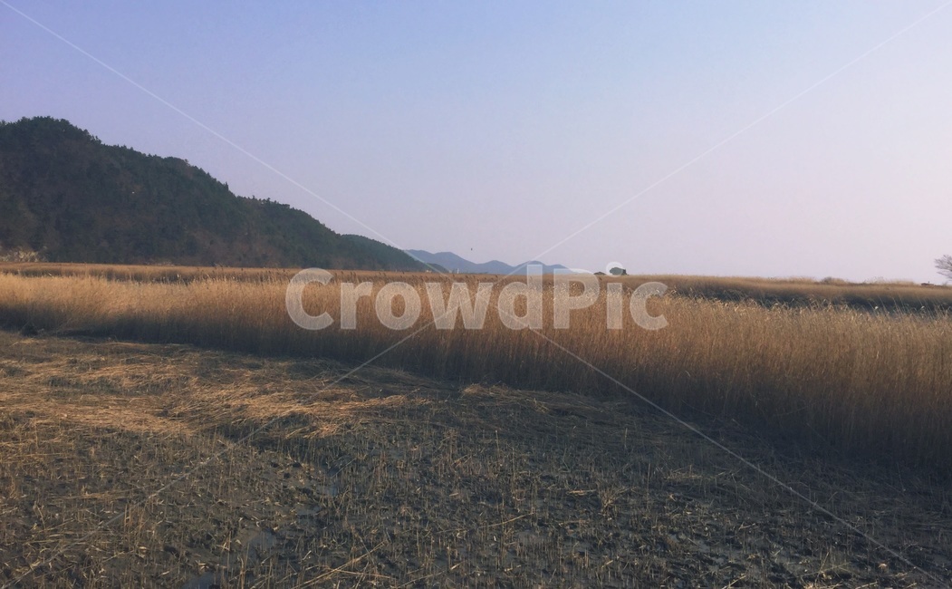 순천만,갈대,갈대밭,가을,풍경,배경,바탕,background,자연,landscape,fall,하늘,산,식물,갈색,자연,풍경,nature,landscape,outdoors,옥외