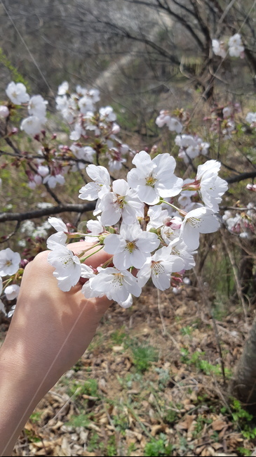 벚꽃,꽃,봄,손,풍경,봄꽃,꽃놀이,blossom,flower,plant,cherryblossom,자연,nature