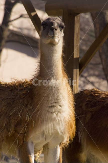 라마,동물,포유류,동물원,털,동물,animal,포유류,mammal