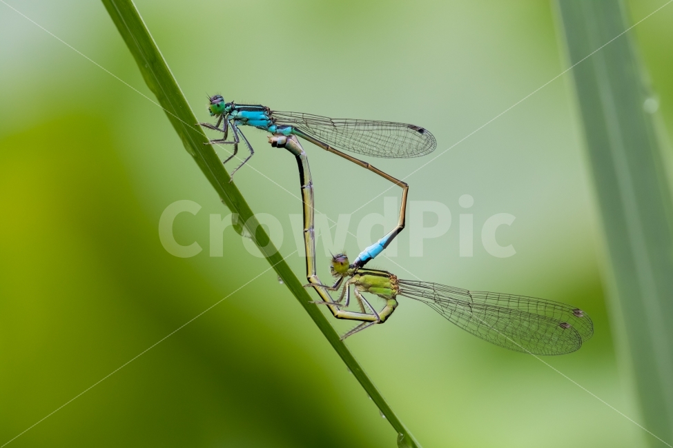 자연,풍경,곤충,잠자리,실잠자리,접사,nature,landscape,insect,dragonfly,damselfly,동물,animal,곤충,벌레,insect,bug,연인,커플,사랑,lover,couple