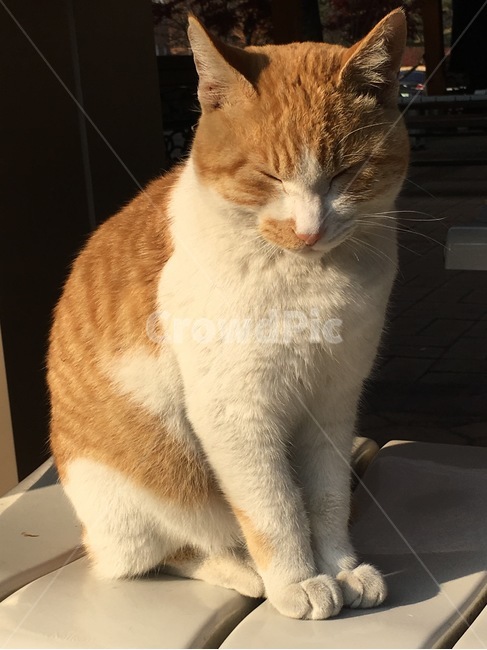 동물,고양이,감성사진,감정표현,길고양이,느낌,사진,휴식,힐링,고양이귀,얌전,귀여움,찡긋,따뜻,행복,미소,happy,Cat,Cute,AlleyCat,Sunshine,animal,smile,sensitive,film,feeling,picture,동물,animal,포유류,mammal,고양이,cat,kitten,kitty