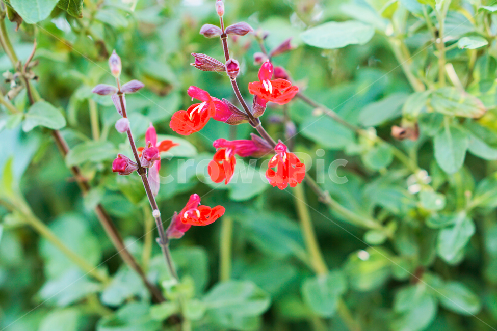 허브,꽃,식물,온실,화원,생화,조화,flower,plant,nature,자연,식물,자연,plants,nature,꽃,flower