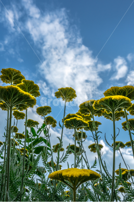 꽃,자연,하늘,구름,식물,풍경,감성,노랑,색감,plants,flower,nature,color,landscape,rest,felling,healing,spring,sky,감성사진,힐링,파란하늘,봄,여름,계절,휴식,행복,치유,노란꽃,yellow,cloud