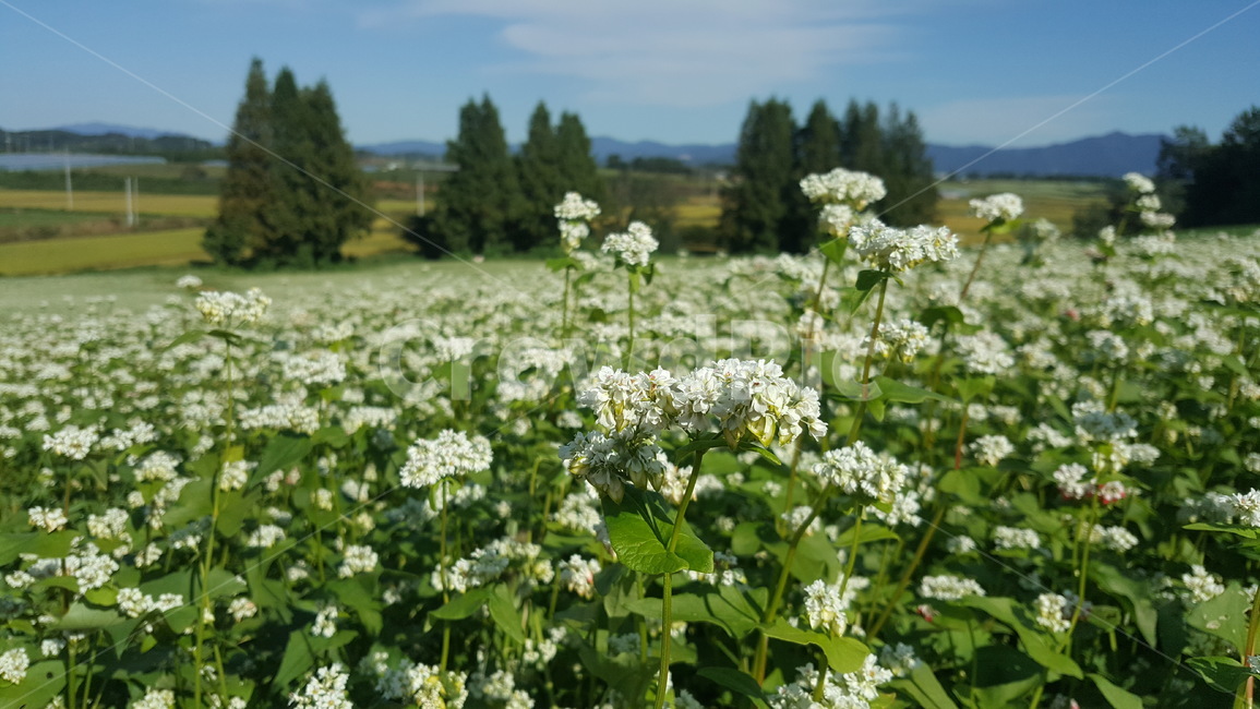 메밀꽃,꽃,식물,blossom,flower,풍경,green,배경화면,초록색,plant,nature,나무,메밀꽃밭