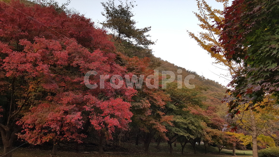 가을,가을풍경,단풍,가을나무,단풍나무,자연,숲,산,언덕,내장산,내장산국립공원,정읍,전북,전북정읍,전라북도,전라도,단픙숲,가을,계절,fall,autumn,season,자연,풍경,nature,landscape,tree,나무,plant,식물,maple