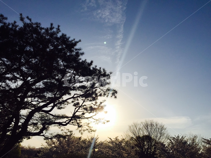 하늘,자연풍경,햇빛,나무,해,자연,풍경,nature,landscape,light,빛,flare,플레어,sunlight