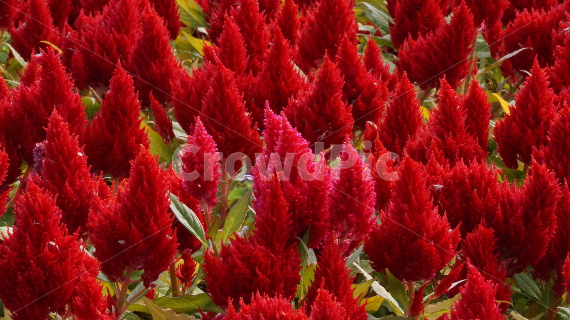 야생화,식물,꽃축제,꽃길,자연,식물,자연,plants,nature,꽃,flower
