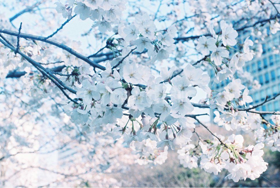 벚꽃,봄놀이,봄나들이,벚꽃축제,꽃잎,flower,cherryblossoms,japan,blueaesthetic,pinkaesthetic,체리,나무,벚나무,따뜻한느낌,슬픈벚꽃,봄,계절,spring,season,식물,자연,plants,nature,꽃,flower,plant,blossom