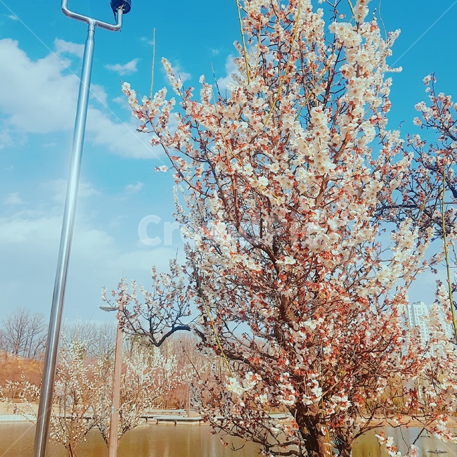 벚꽃,매화,나무,꽃,자연,봄,힐링,구름,봄,계절,spring,season,식물,자연,plants,nature,꽃,flower