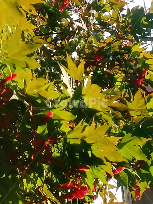 가을,단풍,낙엽,maple,plant,식물,단풍나무,단풍잎,leaf,잎,tree,나무,계절,fallautumnseason,가을단풍,자연,풍경,경치,가을,계절,fall,autumn,season,식물,자연,plants,nature,나무,trees,wood