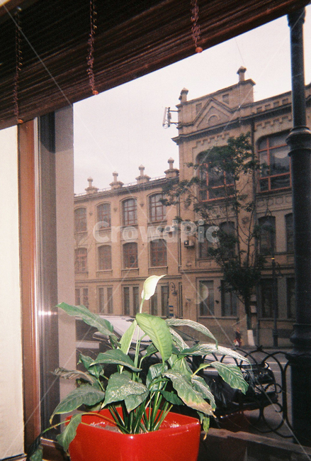 창가,필름카메라,감성,빈티지,화분,레트로,빨간화분,실내용화초,화분,화초,house plant